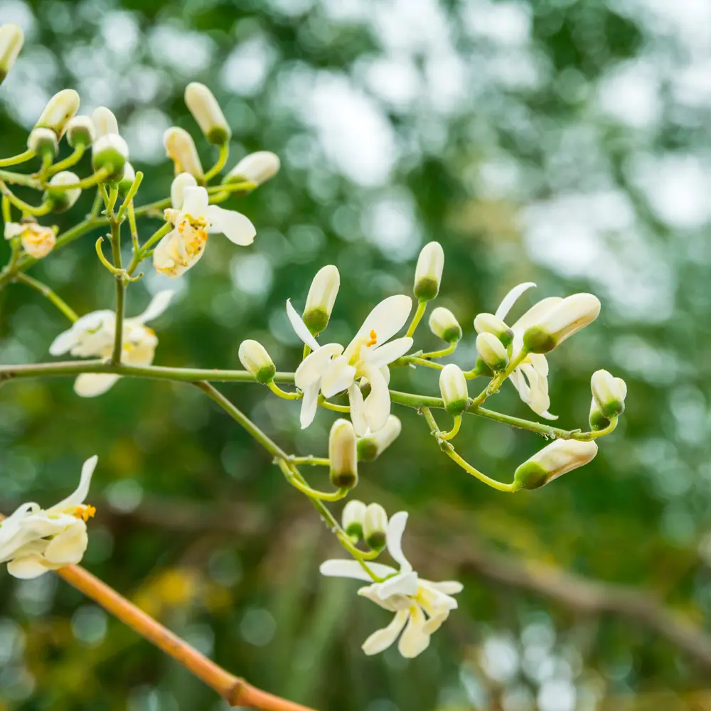 THE BODY SHOP MORINGA Duschgel 60 ml