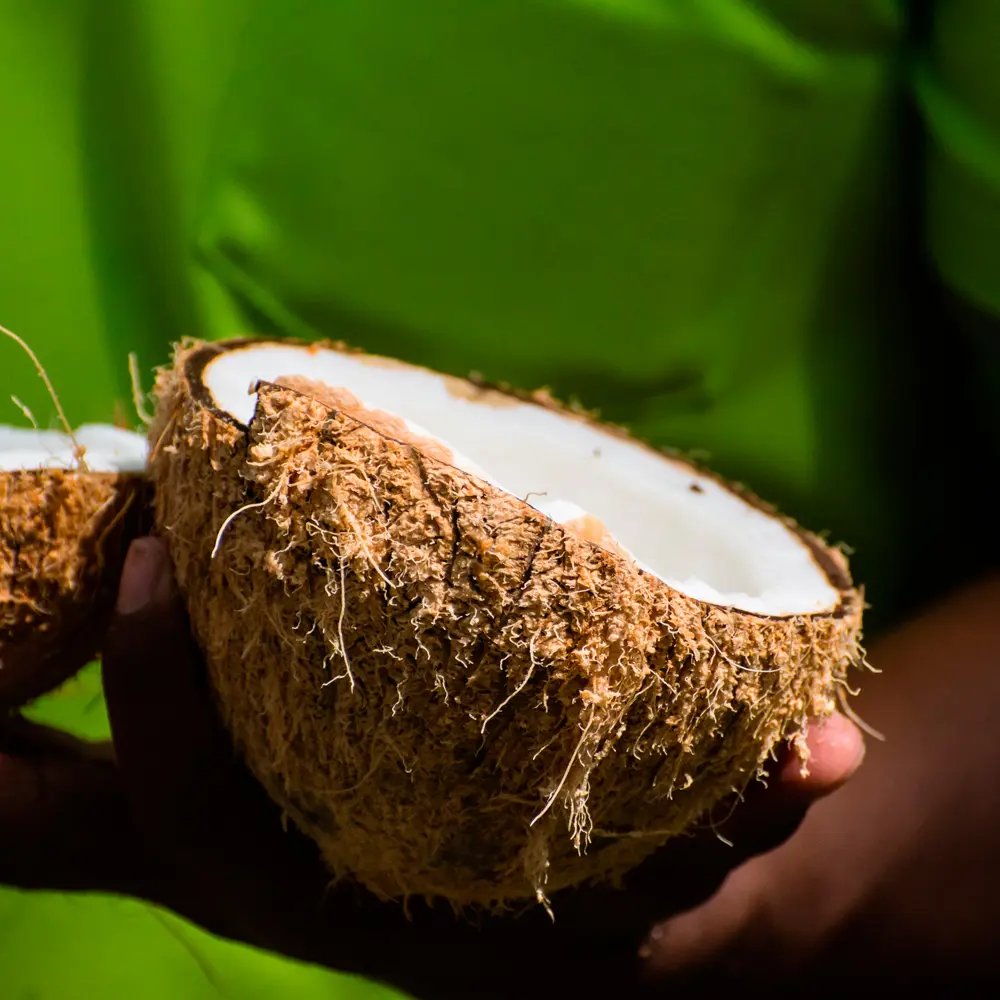 THE BODY SHOP COCONUT body butter 50 ml THE BODY SHOP COCONUT body butter 50 ml - Image 3