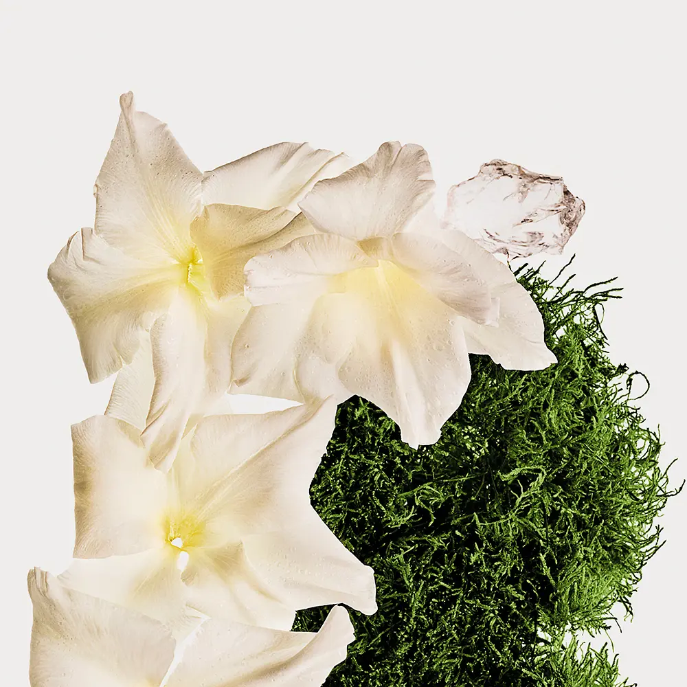 <span class="notranslate">CALVIN KLEIN CK COTTON MUSK</span> body mist 236 ml Unisex